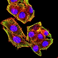 3 - Anti-MSH6 Antibody AP95957
