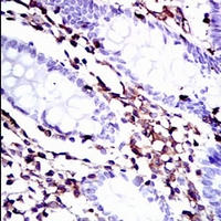 19 - Anti-Moesin Antibody AP95959