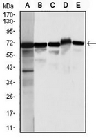 1 - Anti-Moesin Antibody AP95959
