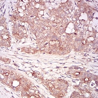 19 - Anti-GDF8 Antibody AP95961