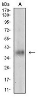 1 - Anti-GDF8 Antibody AP95961