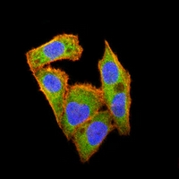 3 - Anti-Metadherin Antibody AP95963