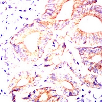 19 - Anti-MUC13 Antibody AP95964