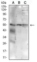 1 - Anti-MUC13 Antibody AP95964