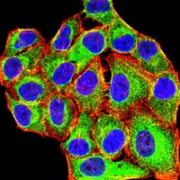 3 - Anti-MLCK1 Antibody AP95965