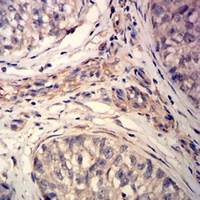 19 - Anti-MLCK1 Antibody AP95965