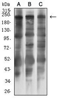 1 - Anti-MLCK1 Antibody AP95965