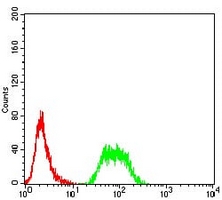 4 - Anti-ARD1 Antibody AP95966