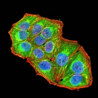 3 - Anti-ARD1 Antibody AP95966