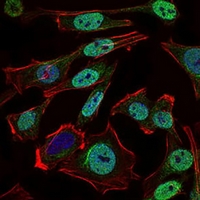 3 - Anti-Nibrin Antibody AP95967