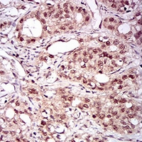 19 - Anti-Nibrin Antibody AP95967