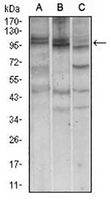 1 - Anti-Nibrin Antibody AP95967