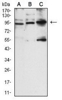 1 - Anti-CD56 Antibody AP95968