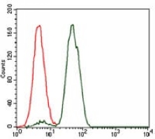 4 - Anti-NCK1 Antibody AP95969