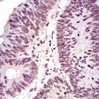 19 - Anti-NCK1 Antibody AP95969