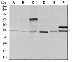 1 - Anti-NCK1 Antibody AP95969