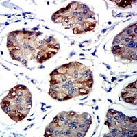 19 - Anti-CD337 Antibody AP95970