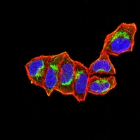 3 - Anti-NDC80 Antibody AP95971