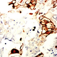19 - Anti-NDC80 Antibody AP95971