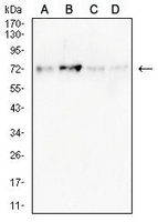 1 - Anti-NDC80 Antibody AP95971
