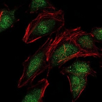 3 - Anti-NEDD8 Antibody AP95972