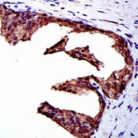 19 - Anti-NEDD8 Antibody AP95972