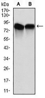 1 - Anti-NEDD8 Antibody AP95972