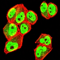 3 - Anti-NEDD9 Antibody AP95973
