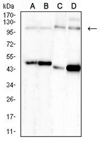 1 - Anti-NEDD9 Antibody AP95973