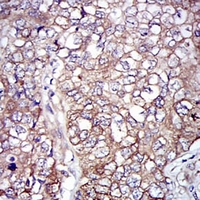 19 - Anti-NEFL Antibody AP95974