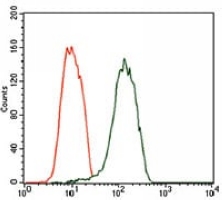 4 - Anti-NEFM Antibody AP95975