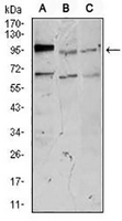 1 - Anti-NEFM Antibody AP95975