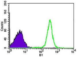 4 - Anti-NELFA Antibody AP95976