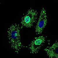 3 - Anti-NELFA Antibody AP95976