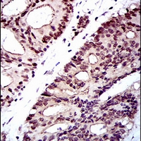 19 - Anti-NELFA Antibody AP95976