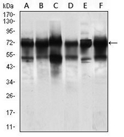 1 - Anti-NELFA Antibody AP95976