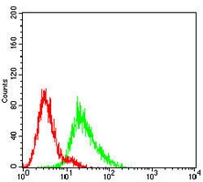 4 - Anti-Neuroglobin Antibody AP95977
