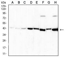 1 - Anti-Neuroglobin Antibody AP95977