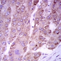 19 - Anti-iNOS Antibody AP95978