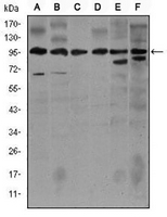 1 - Anti-iNOS Antibody AP95978
