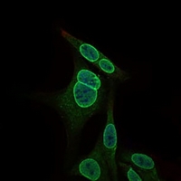 3 - Anti-NR6A1 Antibody AP95979