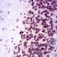 19 - Anti-NR6A1 Antibody AP95979