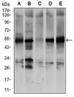 1 - Anti-NR6A1 Antibody AP95979