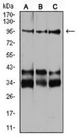 1 - Anti-Neuropilin 1 Antibody AP95980