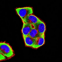 3 - Anti-PDI Antibody AP95988