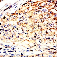 19 - Anti-PDI Antibody AP95988