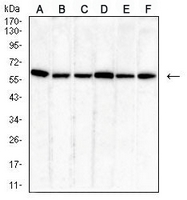 1 - Anti-PDI Antibody AP95988