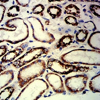 19 - Anti-PAX8 Antibody AP95990
