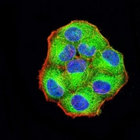 3 - Anti-Protocadherin-9 Antibody AP95991