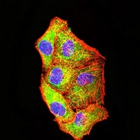 3 - Anti-PCK2 Antibody AP95992